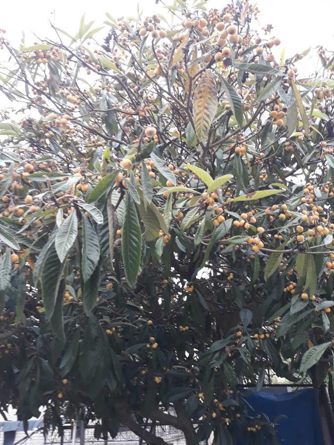 Отель Magnolia Agmashenebeli Кобулети Экстерьер фото